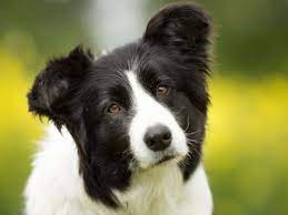 Border Collie Price Temperament Life Span