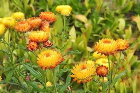 Image result for Helichrysum longiramum