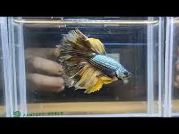 Depends on what you intend to do with it. Have Video Betta Fish Copper Mustard Gas Rose Tail Ohm Male Ebay