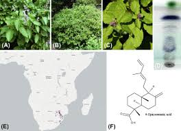 Image result for Ocimum labiatum