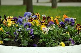 But you might be asking, can pansies survive the frost? you want to be sure that your efforts in planting them won't go to waste. Can Pansies Survive Frost How To Prepare Your Pansies For Winter