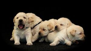 We did not find results for: Why Do People Keep Trying To Smuggle Puppies Into Singapore