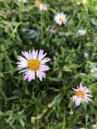 Image result for Erigeron schimperi