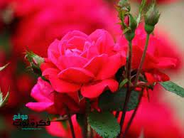 أجمل صور زهور طبيعية خلفيات ورود جميلة جدا جودة عالية hd 4 red flowers flowers glitter chevron