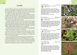 Image result for Blepharis obmitrata