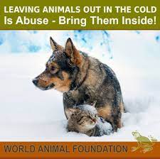 Pin By Jerry Allison On Love Animal Companions Animals Of The World Animal Abuse