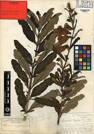 Image result for Sesamum angolense