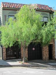 Image result for Maytenus