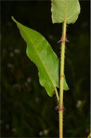 Image result for Persicaria strigosa