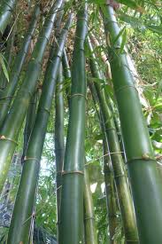 Image result for Bambusa vulgaris