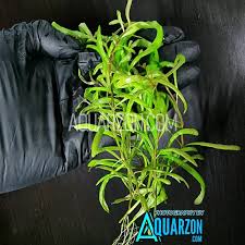Image result for Rotala tenella