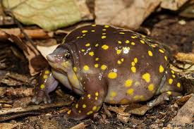 Black And Yellow Spotted Frog Nature And More Frog Amphibians Burrowing Frog