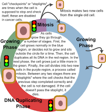 Pin By Lauren Putney On Ap Bio Teaching Biology Cell Cycle Science Biology