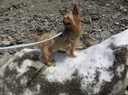 Maybe you would like to learn more about one of these? Dog Friendly Glacier National Park Thepupdiary Com The Pup Diary