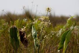 Image result for Limnophyton