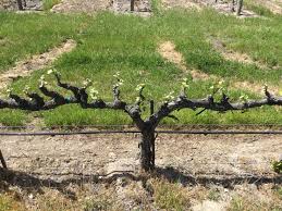 Image result for grape pruning