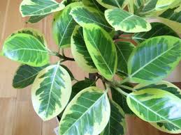 アルテシマってどんな植物 観葉植物の基礎知識 Apego