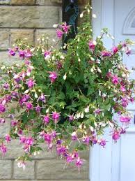 Whether you're growing houseplants or your favorite perennial or annual hanging plants, the options for what to grow are nearly endless, making it easy to find a plant to suit your specific needs, though the choices can sometimes be overwhelming. Fuchsia Hanging Basket Flowers Etc Accrington Lancashire