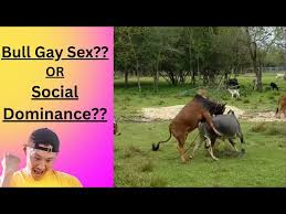 Gay Sex Among Bulls? Do Young Bulls Naturally Enjoy Same Sex Experience? -  YouTube