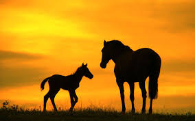 horse wallpapers group 92