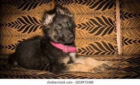 In fact these loyal companions have a strong instinct to stay close to their people. Jerman Shepet Dog Pet Home Stock Photo Edit Now 1818972488