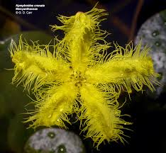 Image result for Menyanthaceae