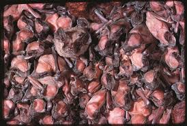 Bats do not lay eggs. Bats Carlsbad Caverns National Park U S National Park Service
