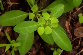 Image result for Euphorbia transvaalensis
