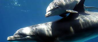 Bottlenose Dolphin Numbers Declined By 12 Following