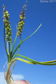 Image result for Triglochin striata