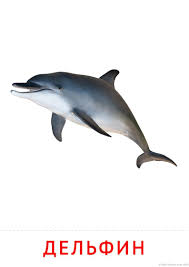 животные жарких стран занятие для детей 2 3 лет Pin By Learning Russian On Kartochki Develop Pictures Montessori Materials Funny Animals