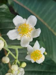 Image result for Actinidiaceae