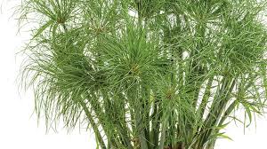 Image result for Cyperus tenax