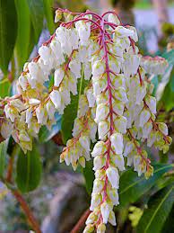 The pieris japonica plant is a member of the heather family that is naturally found in the mountains of east asian countries such as china, japan, and taiwan. Japanese Pieris How To Grow And Care For Japanese Pieris Shrubs Gardening From House To Home