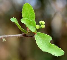 Image result for Oldfieldia dactylophylla