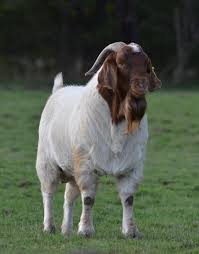 GCL Boer Goats