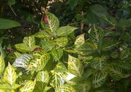 Image result for Iresine lindenii