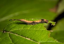 Caterpillar understands that the easier a task is the more likely it is to be done. Caterpillars Roads End Naturalist