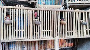 Penyebab ayam bangkok berukuran kecil yang harus diperhatikan. Ukuran Ideal Kandang Ayam Bangkok Tentang Kolam Kandang Ternak