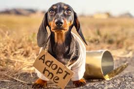 Find dachshund puppies and breeders in your area and helpful dachshund information. 10 Best Dachshund Rescues For Adoption 2021 Our Top 10 Picks