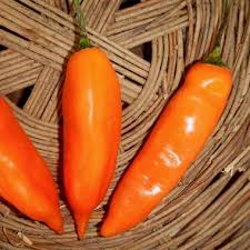 Image result for Capsicum baccatum