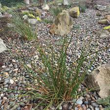 Image result for Juncus effusus