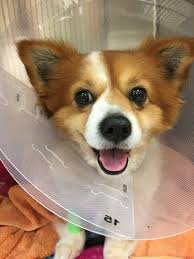 City of san antonio free spay/neuter services individuals living in the following zip codes are eligible to receive free spay/neuter services provided through a grant from the city of san antonio. Services Spay Neuter Assistance Program