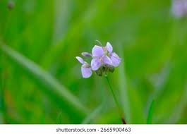 Image result for Murdannia simplex