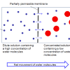 Osmosis and osmotic pressure is a thermodynamic concept which exists independently of mechanism. 3