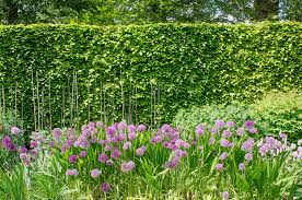 Expert gardening advice from bbc gardeners' world magazine. Hedges Shrubs For Shade Hedges That Grow In Shade