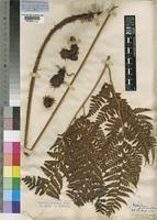 Image result for Arachniodes webbiana