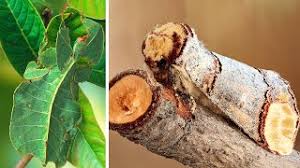 10 Coolest Camouflage Animals And Insects Youtube