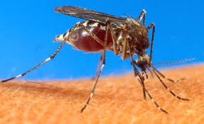 pin on climate infectious disease