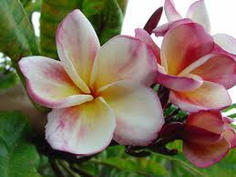 Check spelling or type a new query. Plumeria Flowers For Sale Novocom Top